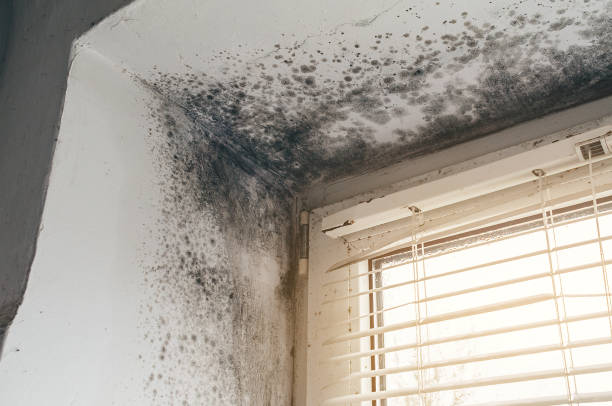 Affordable Mold Cleanup solutions in Andover, MA